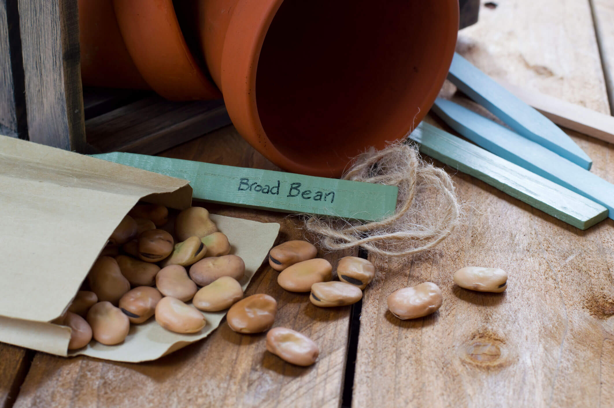 Provisions Magazine Seed Swap