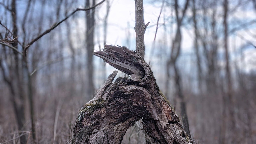 broken tree grows anew Provisions Letter from the Editor